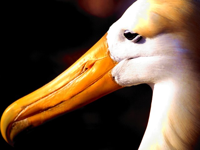 Waved Albatross, Galapagos Islands